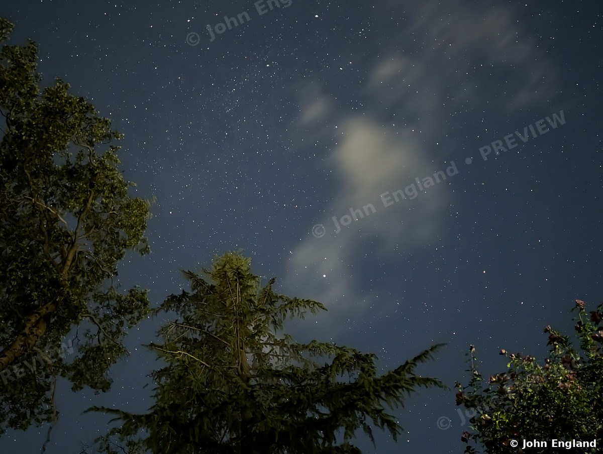 Summer Stars over the Pines – Stars over the pines on a summer night, Shasta Lake, CA.