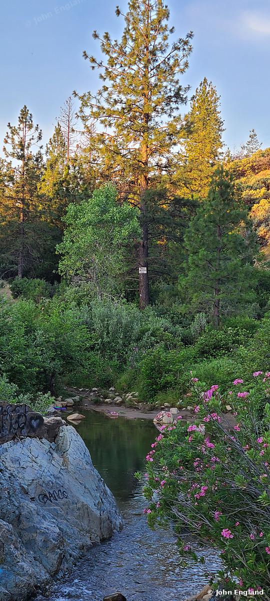 Forest Cascade – Forest stream over rocks below tall pines, Northern California, Jun 3, 2020.