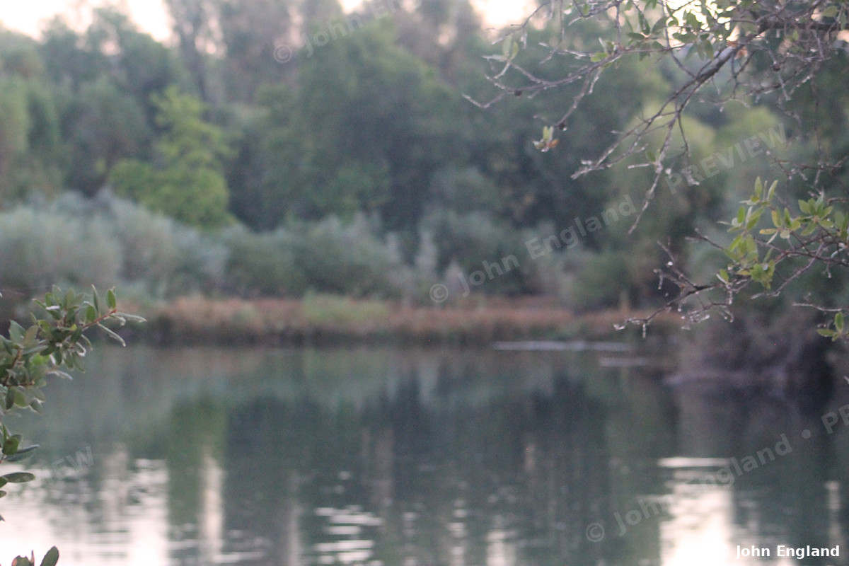 Marsh Reflections – Marsh pond mirroring tules.