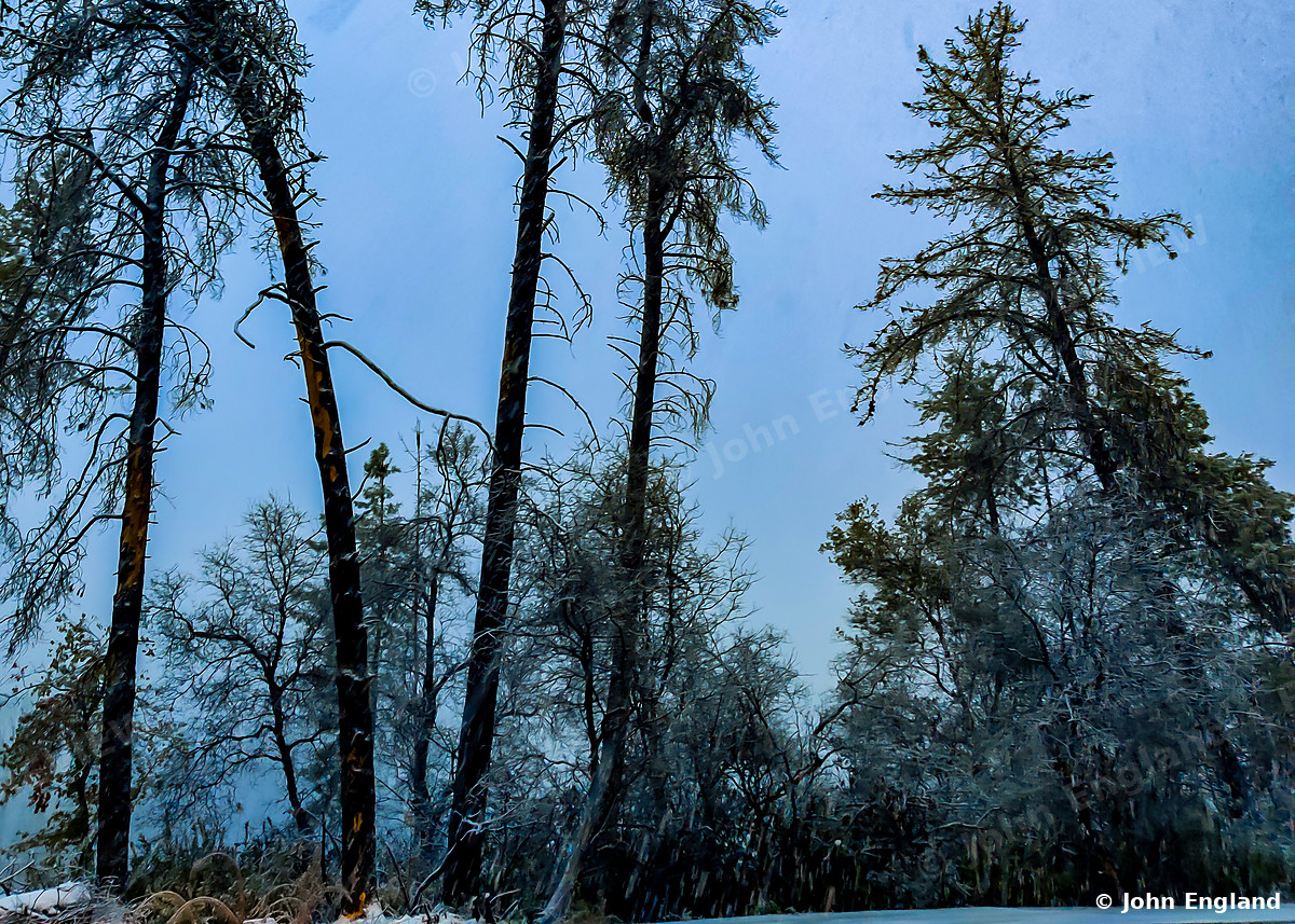Snow-Dusted Pines – Snow-dusted pines on Keswick Dam Road, Redding, CA, Nov 26, 2019.