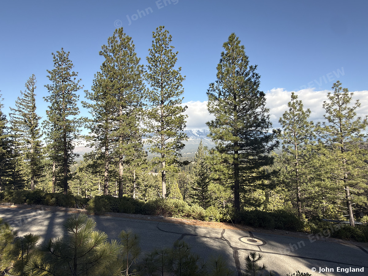Pines and Snowcapped Peaks Near Weed – Pines and snowcapped peaks near Weed, CA. Mar 2, 2026. John England.