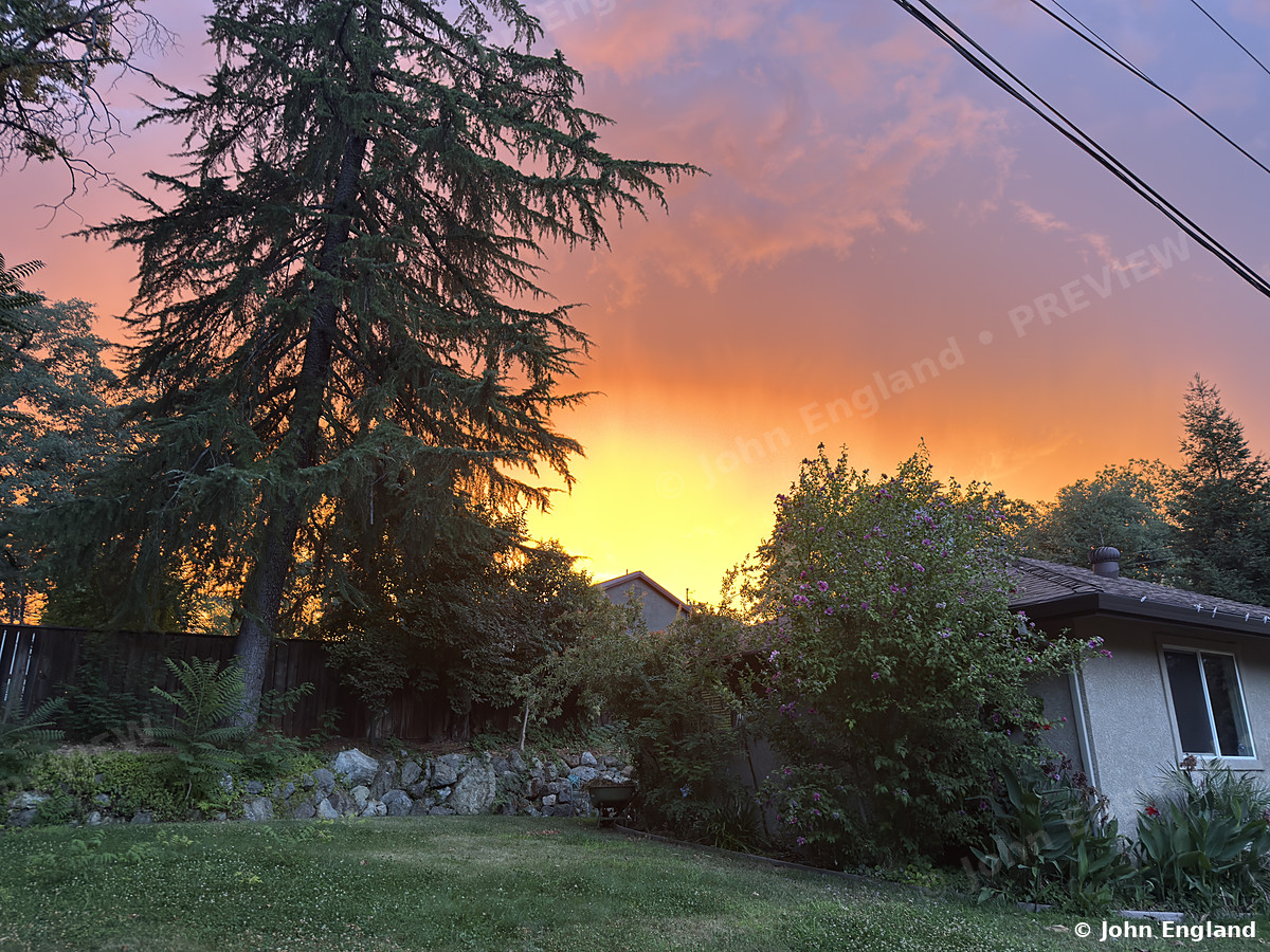 Pink Sunset Over the Pines, Redding – Pink sunset over the pines, north Redding, CA. Jul 24, 2025. John England.