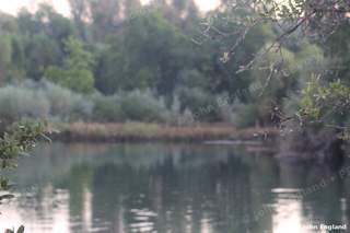 Marsh Reflections – Marsh pond mirroring tules.