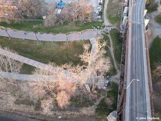 Blossoms by the Boulevard – Top-down aerial of blossoming trees beside a road and paths.
