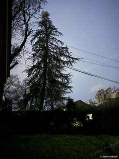 Conifer at Twilight, Shasta Lake – A tall conifer silhouetted against the blue twilight sky in Shasta Lake. Jan 3, 2026. John England.